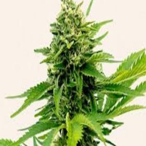 1Lbs Jack herer