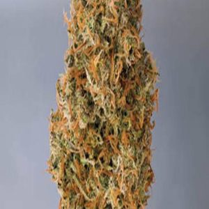 1Lbs Super Silver haze
