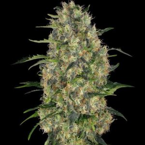 1Lbs black domina