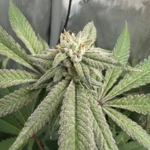 1Lbs granddaddy
