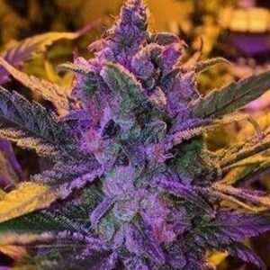 1Lbs purple haze