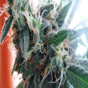 1Lbs white widow