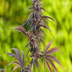 30grams Barry White Oil