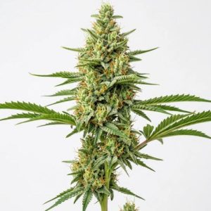 30grams sweet island skunk