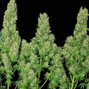 30grams white Russian