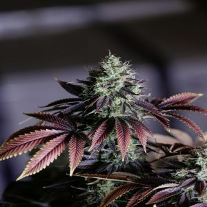 4 OZ granddaddy