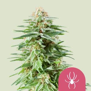 4 oz White widow