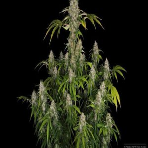 4 oz black domina