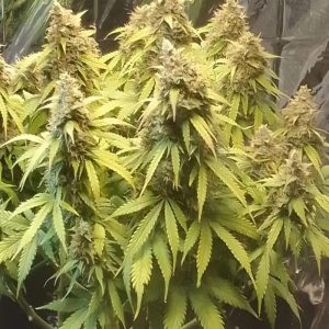 4 ozafghani kush