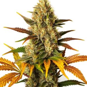 OZK X LEMON TREE